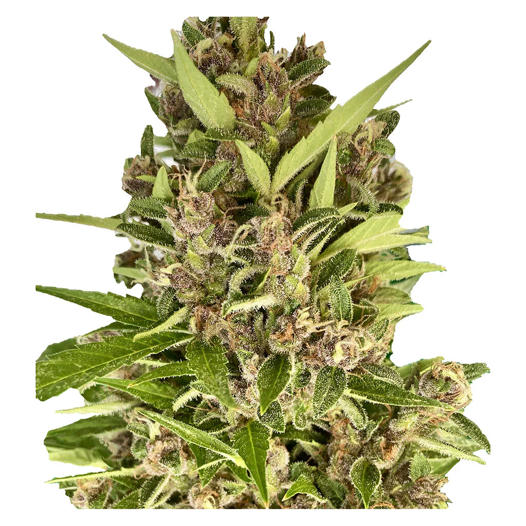 Amsterdam Skunk Haze THC AUTO régulière - Image 3