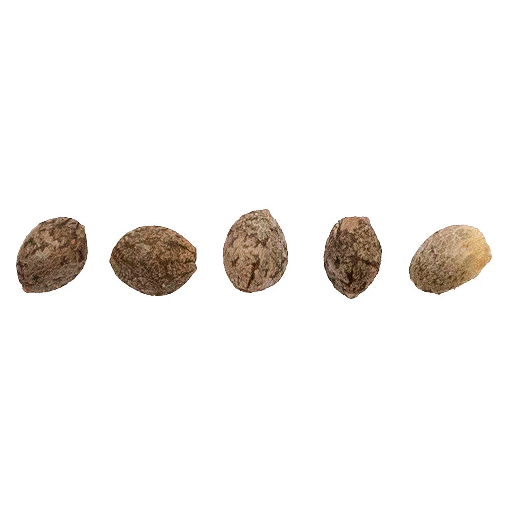 CBD Therapy Starter Seeds (Regular)