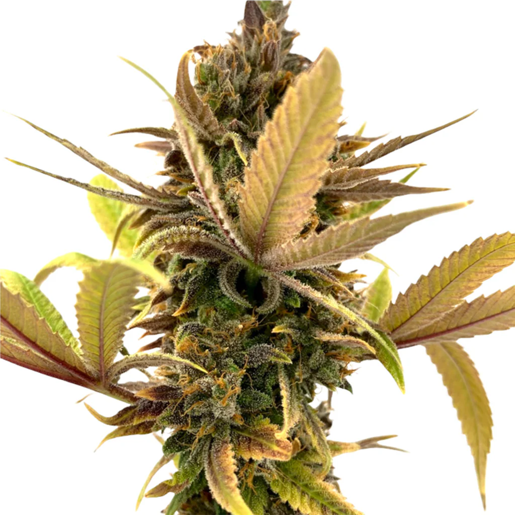 E V E R E 5 T Seeds (Regular)