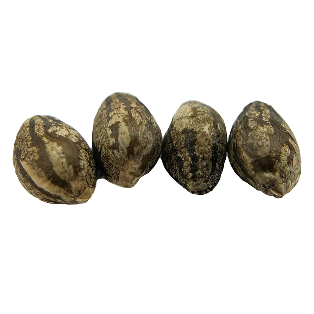 E V E R E 5 T Seeds (Regular) - Image 2