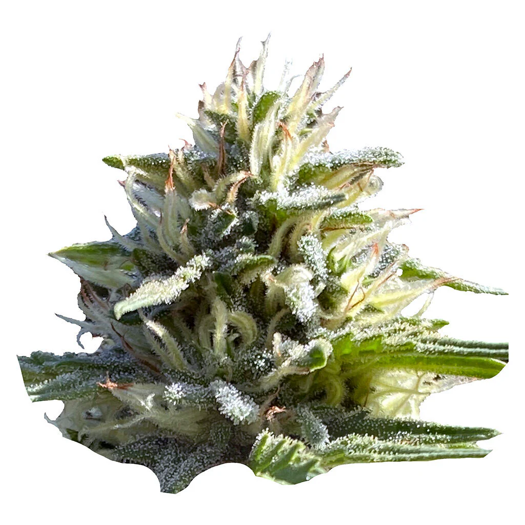 Sugar Diesel Feminized Seeds - Image 3