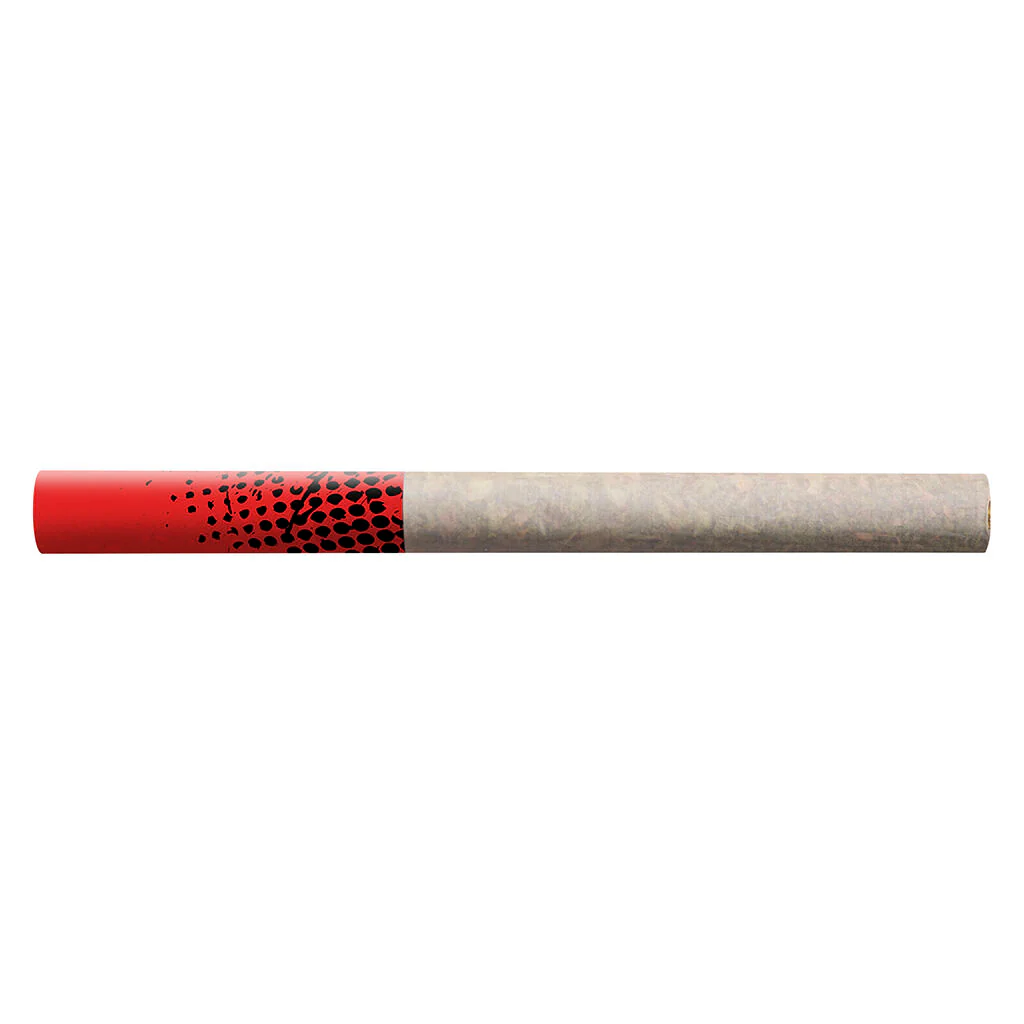 Préroulé en tube Tropicanna Tangie